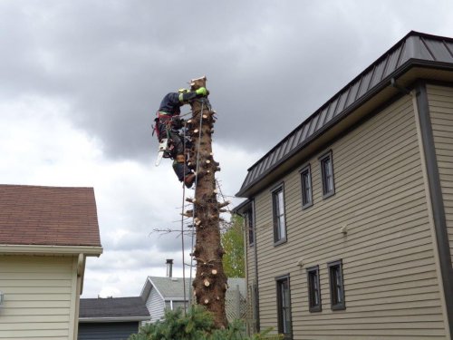 Abattage, lagage et taille d'arbre  Drummondville - Arbor lagage MG inc.