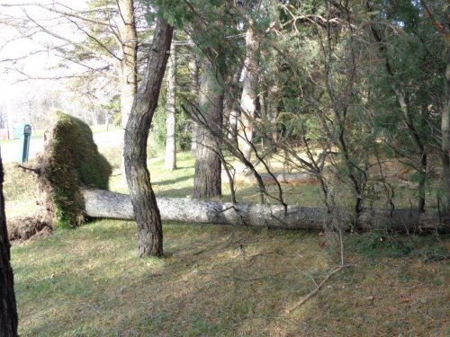 Abattage, lagage et taille d'arbre  Drummondville - Arbor lagage MG inc.