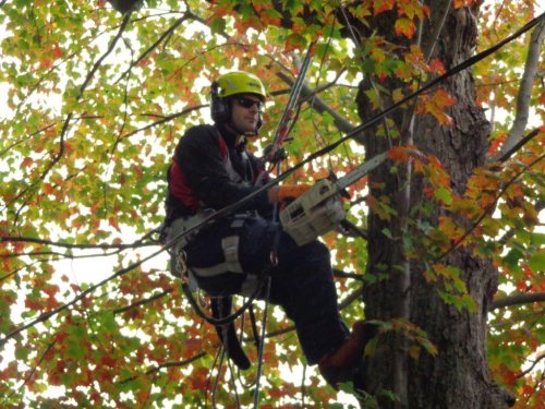 Abattage, lagage et taille d'arbre  Drummondville - Arbor lagage MG inc.
