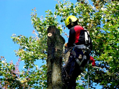 Abattage, lagage et taille d'arbre  Drummondville - Arbor lagage MG inc.