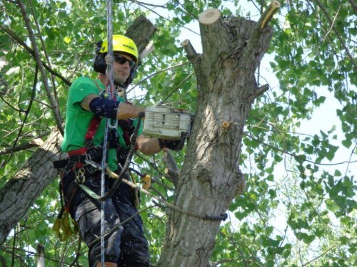 Abattage, lagage et taille d'arbre  Drummondville - Arbor lagage MG inc.