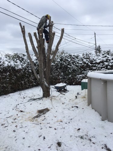 Abattage, lagage et taille d'arbre  Drummondville - Arbor lagage MG inc.