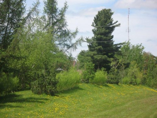 Abattage, lagage et taille d'arbre  Drummondville - Arbor lagage MG inc.