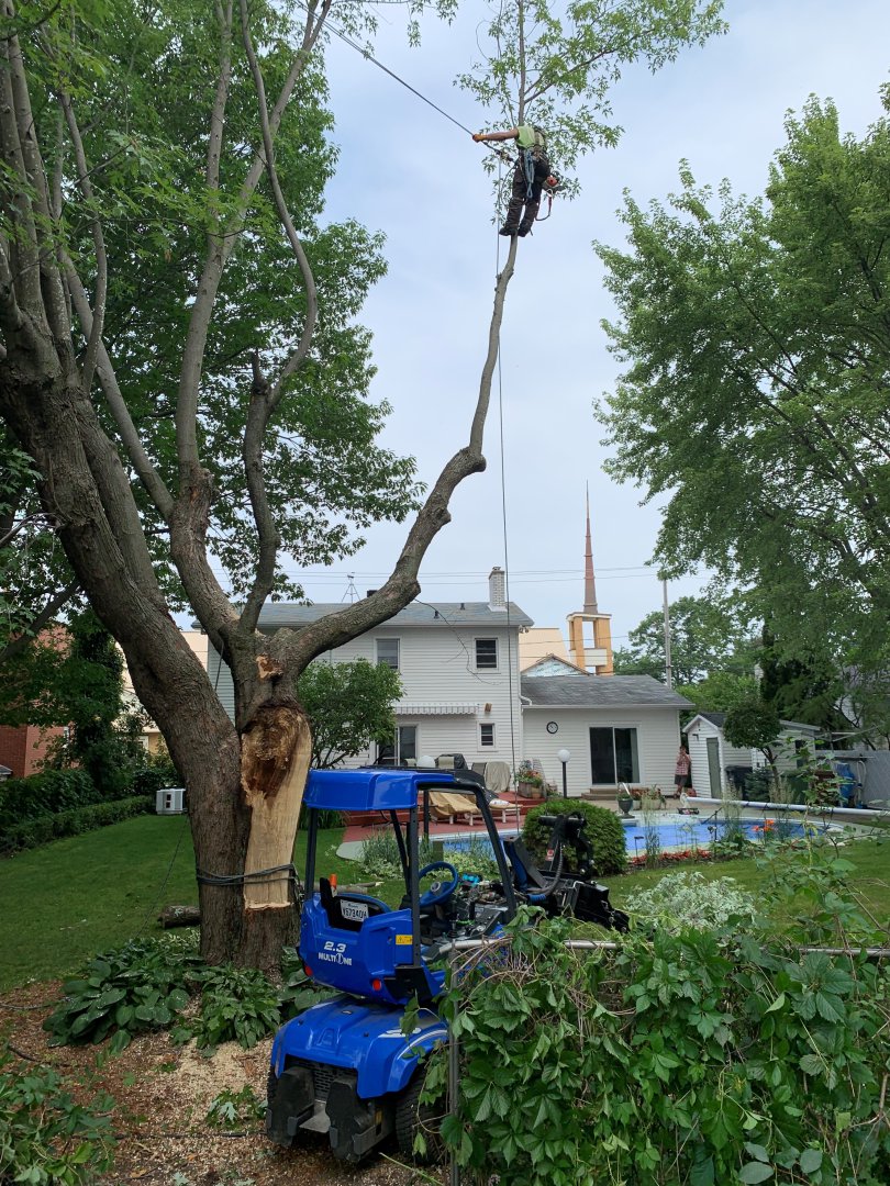Abattage, élagage et taille d'arbre à Drummondville - Arbor Élagage MG inc.