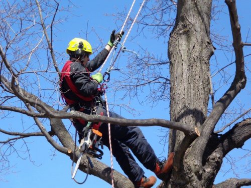 Abattage, lagage et taille d'arbre  Drummondville - Arbor lagage MG inc.