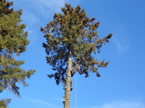 Abattage, lagage et taille d'arbre  Drummondville - Arbor lagage MG inc.