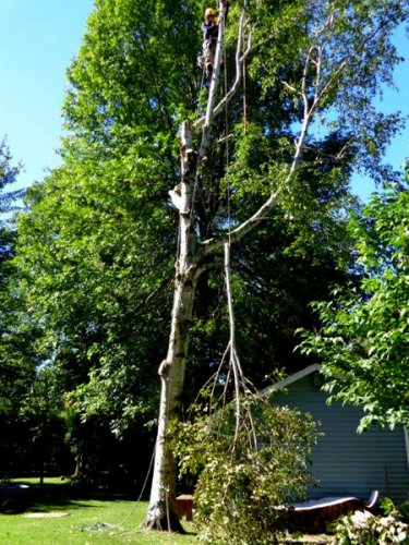 Abattage, lagage et taille d'arbre  Drummondville - Arbor lagage MG inc.