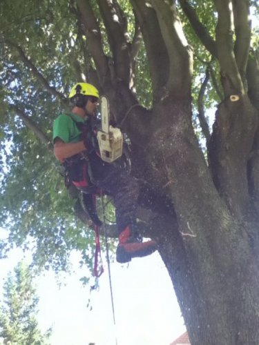 Abattage, lagage et taille d'arbre  Drummondville - Arbor lagage MG inc.