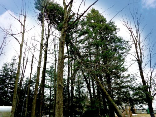 Abattage, lagage et taille d'arbre  Drummondville - Arbor lagage MG inc.