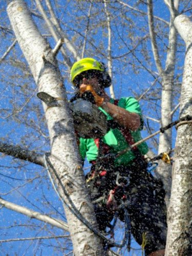 Abattage, lagage et taille d'arbre  Drummondville - Arbor lagage MG inc.