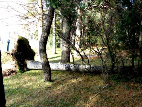 Abattage, lagage et taille d'arbre  Drummondville - Arbor lagage MG inc.