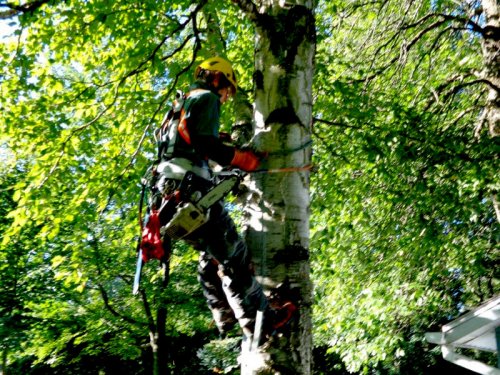 Abattage, lagage et taille d'arbre  Drummondville - Arbor lagage MG inc.