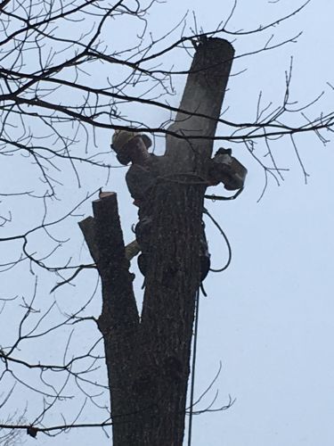 Abattage, lagage et taille d'arbre  Drummondville - Arbor lagage MG inc.