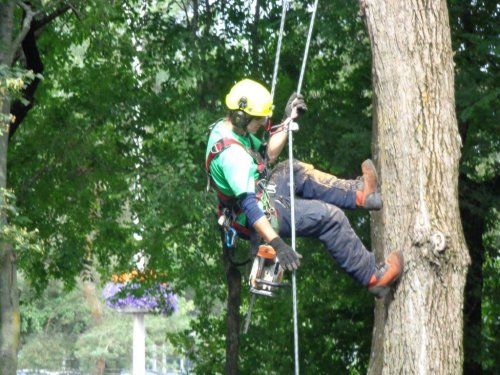 Abattage, lagage et taille d'arbre  Drummondville - Arbor lagage MG inc.