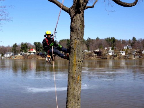 Abattage, lagage et taille d'arbre  Drummondville - Arbor lagage MG inc.