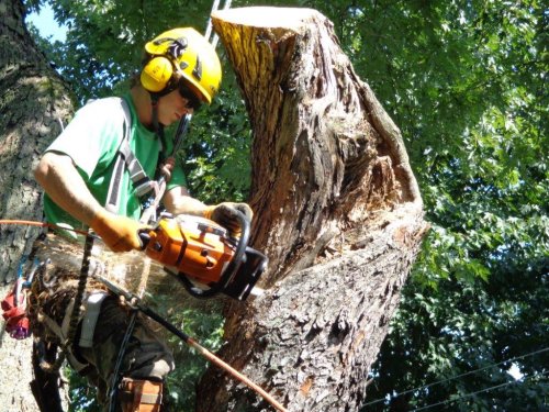 Abattage, lagage et taille d'arbre  Drummondville - Arbor lagage MG inc.