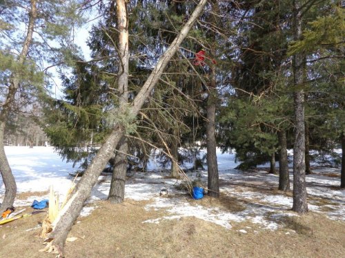 Abattage, lagage et taille d'arbre  Drummondville - Arbor lagage MG inc.