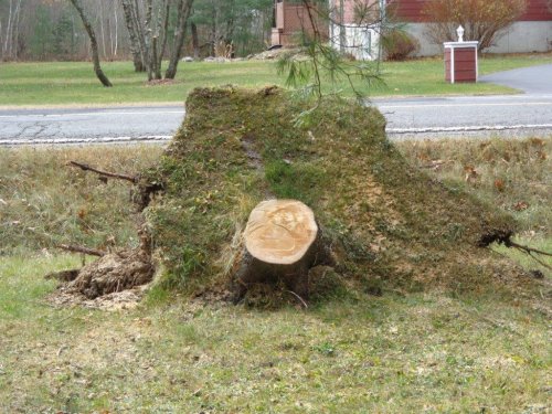 Abattage, lagage et taille d'arbre  Drummondville - Arbor lagage MG inc.