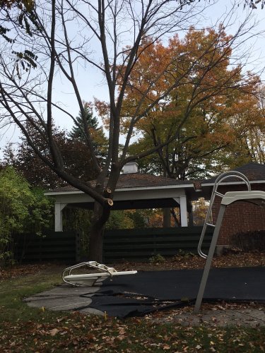 Abattage, lagage et taille d'arbre  Drummondville - Arbor lagage MG inc.