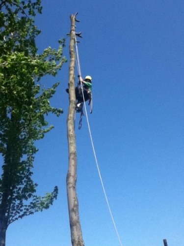 Abattage, lagage et taille d'arbre  Drummondville - Arbor lagage MG inc.