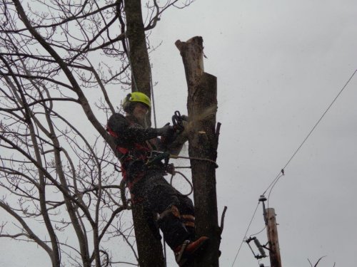 Abattage, lagage et taille d'arbre  Drummondville - Arbor lagage MG inc.