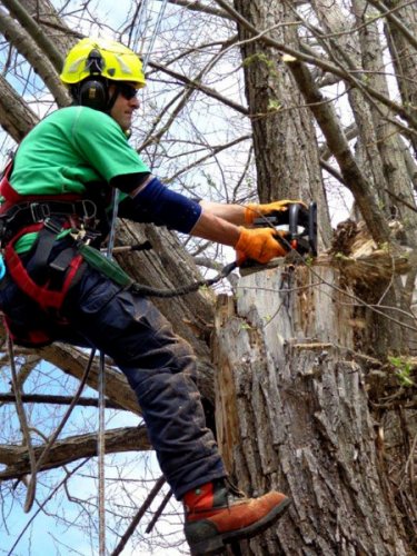 Abattage, lagage et taille d'arbre  Drummondville - Arbor lagage MG inc.