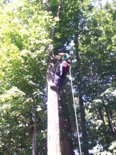 Abattage, lagage et taille d'arbre  Drummondville - Arbor lagage MG inc.