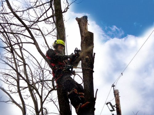 Abattage, lagage et taille d'arbre  Drummondville - Arbor lagage MG inc.