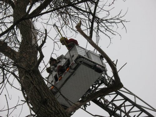 Abattage, lagage et taille d'arbre  Drummondville - Arbor lagage MG inc.