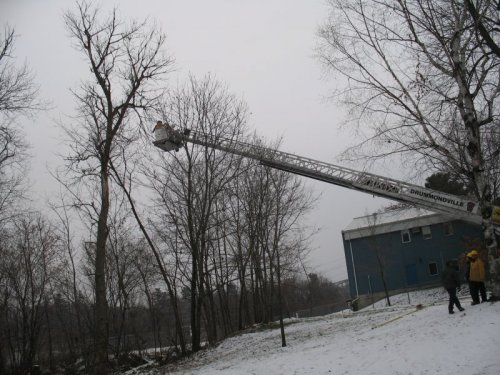 Abattage, lagage et taille d'arbre  Drummondville - Arbor lagage MG inc.