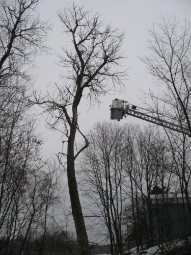 Abattage, lagage et taille d'arbre  Drummondville - Arbor lagage MG inc.