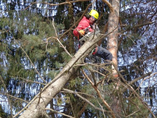 Abattage, lagage et taille d'arbre  Drummondville - Arbor lagage MG inc.