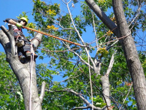Abattage, lagage et taille d'arbre  Drummondville - Arbor lagage MG inc.