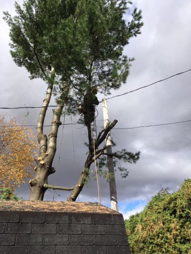 Abattage, lagage et taille d'arbre  Drummondville - Arbor lagage MG inc.