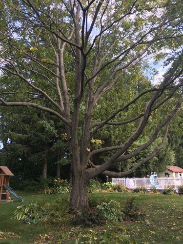 Abattage, lagage et taille d'arbre  Drummondville - Arbor lagage MG inc.