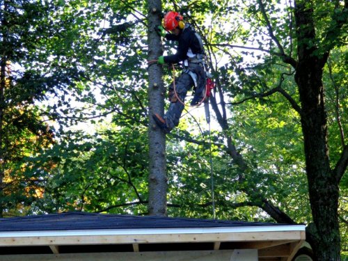 Abattage, lagage et taille d'arbre  Drummondville - Arbor lagage MG inc.