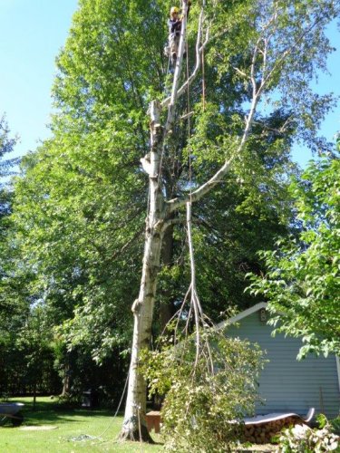 Abattage, lagage et taille d'arbre  Drummondville - Arbor lagage MG inc.