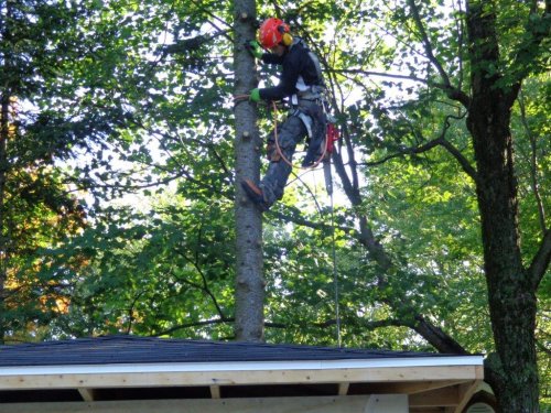 Abattage, lagage et taille d'arbre  Drummondville - Arbor lagage MG inc.