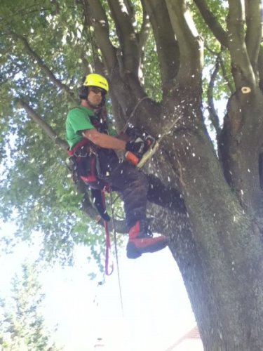 Abattage, lagage et taille d'arbre  Drummondville - Arbor lagage MG inc.