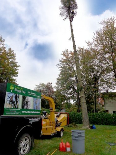 Abattage, lagage et taille d'arbre  Drummondville - Arbor lagage MG inc.