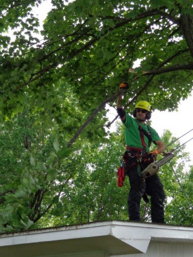 Abattage, lagage et taille d'arbre  Drummondville - Arbor lagage MG inc.