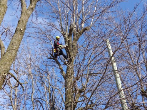 Abattage, lagage et taille d'arbre  Drummondville - Arbor lagage MG inc.