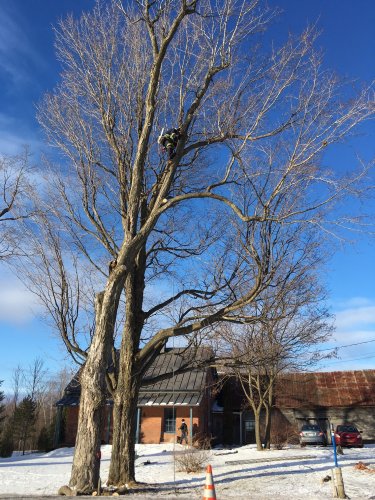 Abattage, lagage et taille d'arbre  Drummondville - Arbor lagage MG inc.