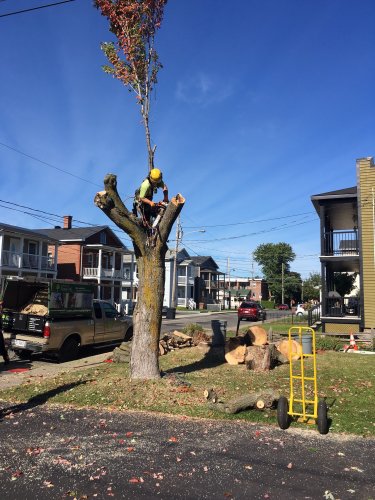 Abattage, lagage et taille d'arbre  Drummondville - Arbor lagage MG inc.