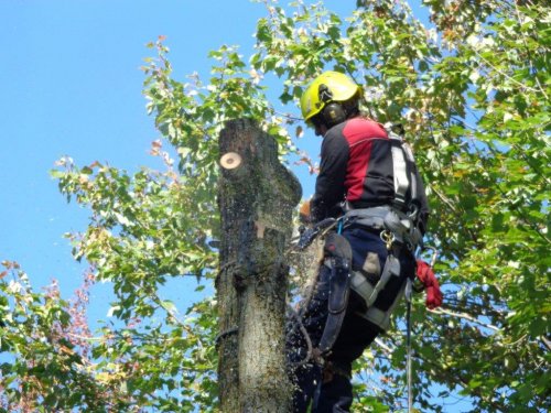 Abattage, lagage et taille d'arbre  Drummondville - Arbor lagage MG inc.