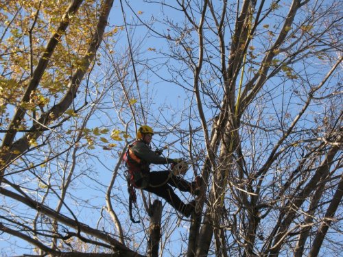 Abattage, lagage et taille d'arbre  Drummondville - Arbor lagage MG inc.