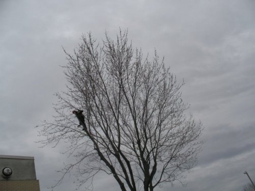 Abattage, lagage et taille d'arbre  Drummondville - Arbor lagage MG inc.