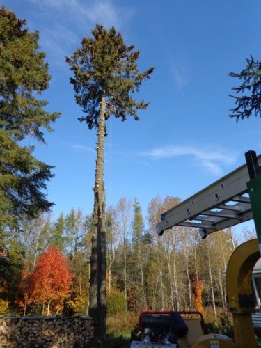 Abattage, lagage et taille d'arbre  Drummondville - Arbor lagage MG inc.