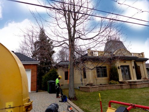 Abattage, lagage et taille d'arbre  Drummondville - Arbor lagage MG inc.