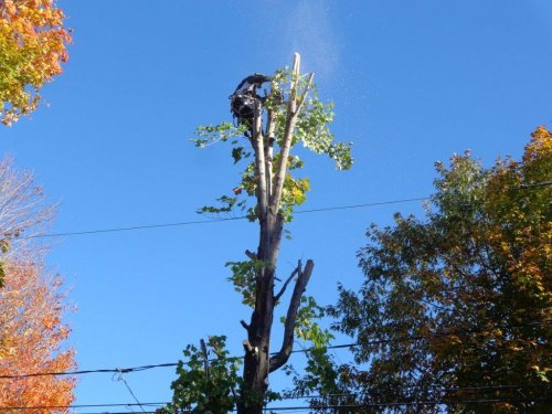 Abattage, lagage et taille d'arbre  Drummondville - Arbor lagage MG inc.